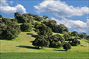 Santa Ynez